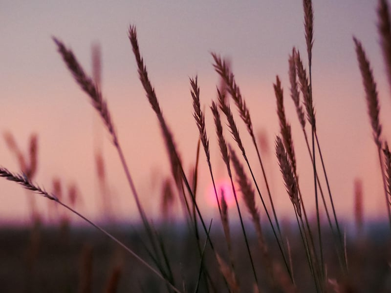 Summer Landscape